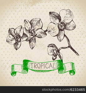 Hand drawn sketch tropical plants vintage background. Vector illustration