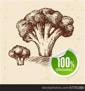 Hand drawn sketch vegetable broccoli. Eco food background.Vector illustration
