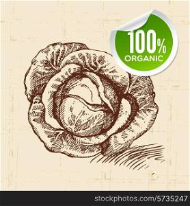 Hand drawn sketch vegetable cabbage. Eco food background.Vector illustration