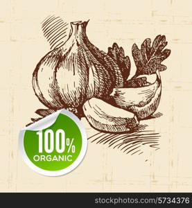 Hand drawn sketch vegetable. Eco food background.Vector illustration garlic