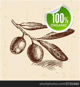 Hand drawn sketch vegetable olive. Eco food background.Vector illustration