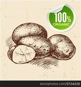 Hand drawn sketch vegetable potato. Eco food background.Vector illustration
