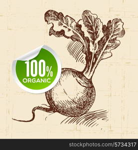 Hand drawn sketch vegetable turnip. Eco food background.Vector illustration