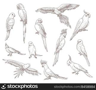 Hand drawn sketches of parrots. Vector set of exotic birds  cockatoo, macaw, ara. Illustrations drawing with pencil in vintage style. Jungle, fauna, nature, pet concept