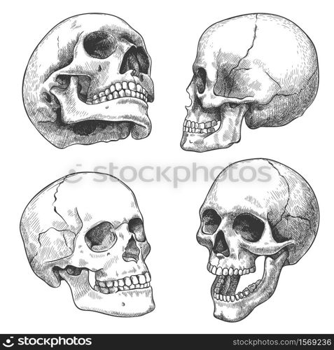 Hand drawn skull. Sketch anatomical skulls in different angles, gothic tattoo. Human skeleton dead head halloween engraving vector set. Evil and frightening face with open and closed teeth. Hand drawn skull. Sketch anatomical skulls in different angles, gothic tattoo. Human skeleton dead head halloween engraving vector set