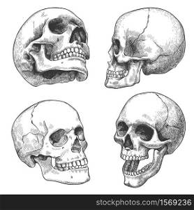 Hand drawn skull. Sketch anatomical skulls in different angles, gothic tattoo. Human skeleton dead head halloween engraving vector set. Evil and frightening face with open and closed teeth. Hand drawn skull. Sketch anatomical skulls in different angles, gothic tattoo. Human skeleton dead head halloween engraving vector set