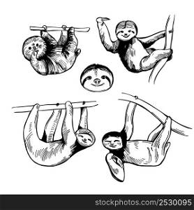 Hand-drawn sloth. Vector sketch illustration.. Sloth. Sketch illustration.
