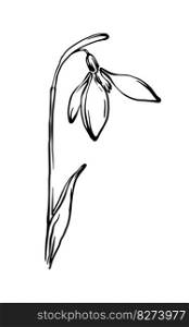 Hand drawn snowdrop flower black and white freehand line drawing, Floral design element. Vector illustration.