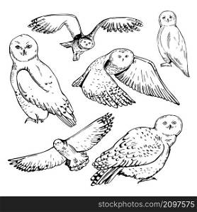 Hand-drawn snowy owl set. Vector sketch illustration.. Snowy owl. Sketch illustration.