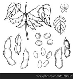Hand drawn soybean plant on a white background. Vector sketch illustration.. Hand drawn soybean plant. Vector illustration.