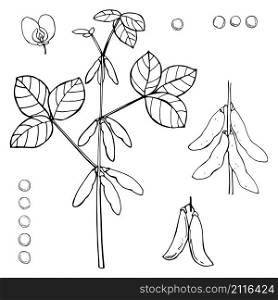 Hand drawn soybean plant on a white background. Vector sketch illustration.. Hand drawn soybean plant