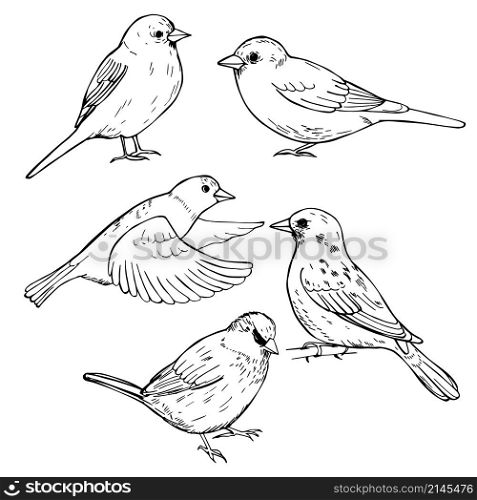 Hand drawn sparrows. Vector sketch illustration.