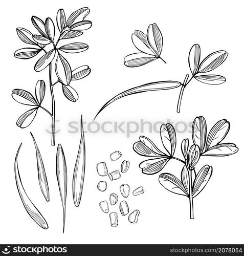 Hand drawn spice Fenugreek. Vector sketch illustration. Spice Fenugreek. Vector illustration