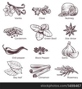Hand drawn spices. Sketch cooking ingredient vanilla and cinnamon, black pepper and garlic, cardamom, nutmeg. Clove, basil herbs isolated vector set of ingredents. Hand drawn spices. Sketch cooking ingredient vanilla and cinnamon, black pepper and garlic, cardamom, nutmeg. Clove, basil herbs vector set