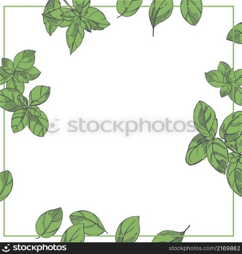 Hand-drawn spicy herbs. Basil. (Ocimum basilicum). Vector background. Sketch illustration.. Basil. (Ocimum basilicum). Vector background.