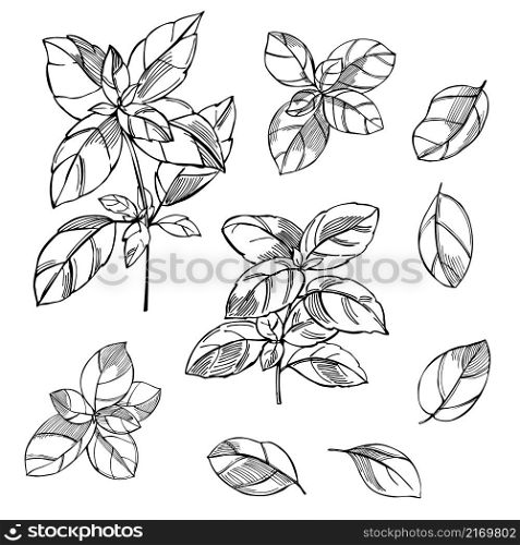 Hand drawn spicy herbs. Basil. (Ocimum basilicum). Vector sketch illustration.. Hand drawn spicy herbs.