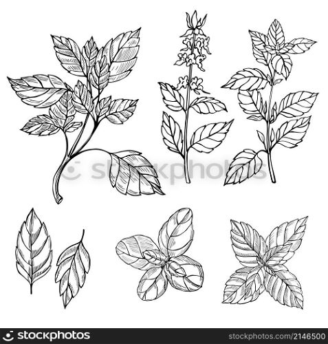 Hand drawn spicy herbs. Basil. Vector sketch illustration.