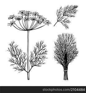 Hand drawn spicy herbs. Dill. Vector sketch illustration.. Hand drawn spicy herbs.