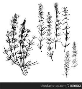 Hand drawn spicy herbs. Hyssop (Hyssopus Officinalis). Vector sketch illustration.. Hand drawn spicy herbs.