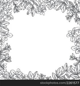 Hand-drawn spicy herbs. Marjoram. Vector background. Sketch illustration.. Marjoram. Vector background with spicy herbs.