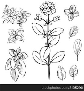 Hand drawn spicy herbs. Marjoram. Vector sketch illustration.. Hand drawn spicy herbs.