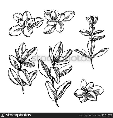 Hand-drawn spicy herbs. Marjoram. Vector sketch illustration.. Hand drawn spicy herbs. Marjoram.