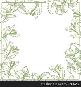  Hand-drawn spicy herbs. Mint. Vector  background. Sketch  illustration..  Sketch mint. Vector  background. 