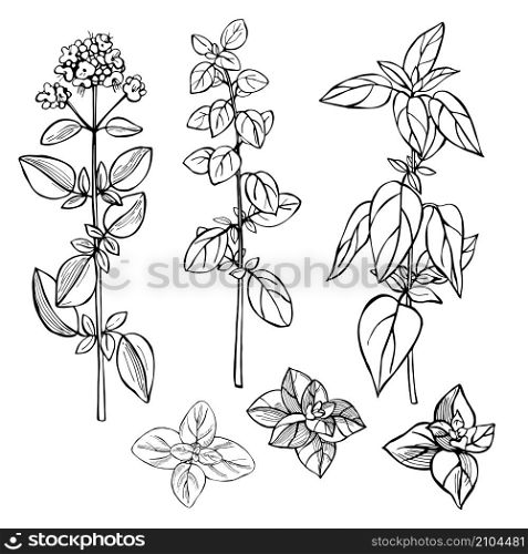 Hand drawn spicy herbs. Oregano. Vector sketch illustration.. Hand drawn spicy herbs.