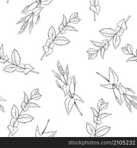 Hand drawn spicy herbs.Peppermint. Vector seamless pattern.. Vector seamless pattern with peppermint