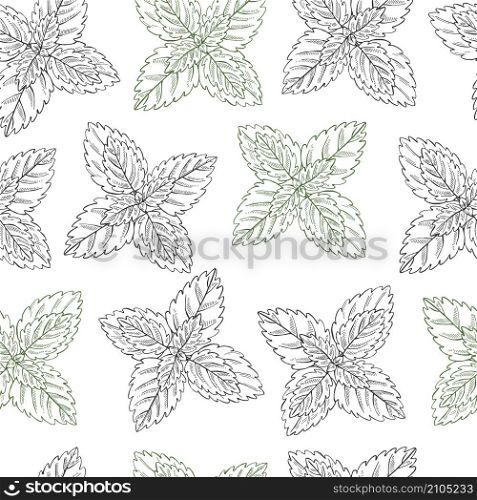 Hand drawn spicy herbs. Peppermint. Vector seamless pattern.. Vector seamless pattern with peppermint