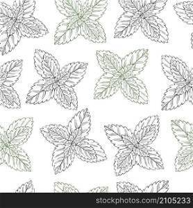 Hand drawn spicy herbs. Peppermint. Vector seamless pattern.. Vector seamless pattern with peppermint