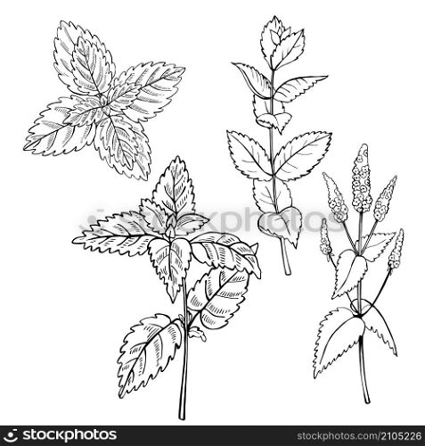 Hand drawn spicy herbs. Peppermint. Vector sketch illustration.. Hand drawn spicy herbs.
