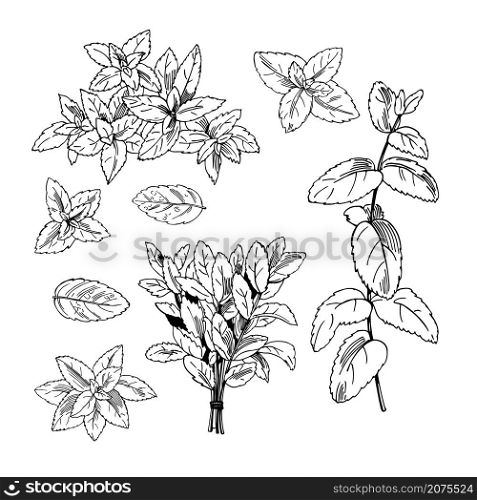 Hand drawn spicy herbs. Peppermint. Vector sketch illustration.. Peppermint. Vector illustration.