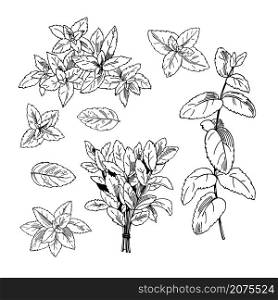 Hand drawn spicy herbs. Peppermint. Vector sketch illustration.. Peppermint. Vector illustration.
