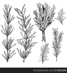 Hand drawn spicy herbs. Rosemary. Vector sketch illustration.