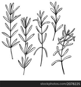 Hand drawn spicy herbs. Rosemary. Vector sketch illustration.. Rosemary. Vector illustration.