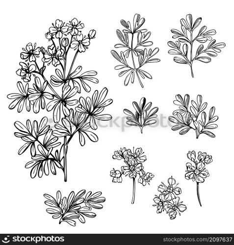 Hand drawn spicy herbs. Ruta graveolens (Garden Rue, Herb of Grace, Rue). Vector sketch illustration.. Hand drawn spicy herbs.