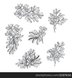 Hand drawn spicy herbs. Ruta graveolens (Garden Rue, Herb of Grace, Rue). Vector sketch illustration.. Hand drawn spicy herbs.