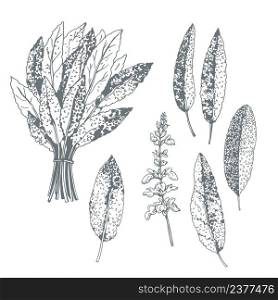 Hand-drawn spicy herbs. Sage. Vector sketch illustration.. Hand-drawn sage. Sketch illustration.