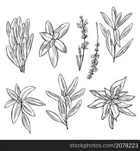 Hand drawn spicy herbs. Sage. Vector sketch illustration.. Sage. Vector illustration.
