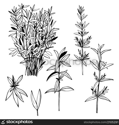 Hand drawn spicy herbs. Savory. Vector sketch illustration.. Hand drawn spicy herbs.