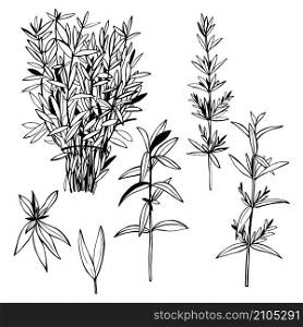 Hand drawn spicy herbs. Savory. Vector sketch illustration.. Hand drawn spicy herbs.
