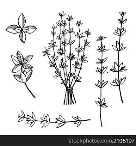 Hand drawn spicy herbs. Thyme. Vector sketch illustration.. Hand drawn spicy herbs.