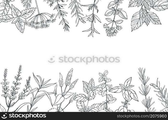 Hand drawn spicy herbs. Vector background. Sketch illustration.. Spicy herbs. Vector background.