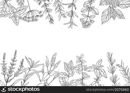 Hand drawn spicy herbs. Vector background. Sketch illustration.. Spicy herbs. Vector background.