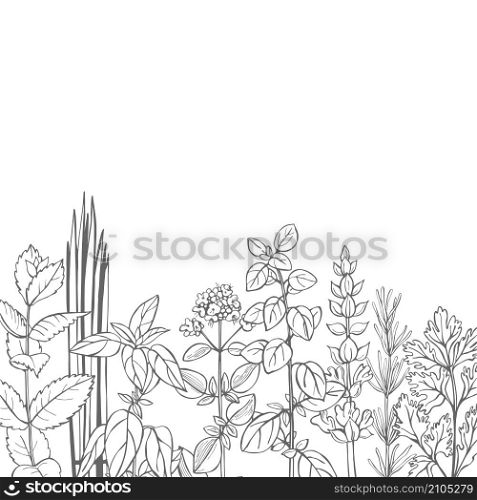 Hand drawn spicy herbs. Vector sketch illustration.. Hand drawn spicy herbs.