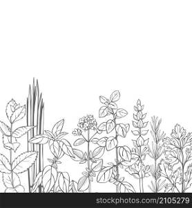 Hand drawn spicy herbs. Vector sketch illustration.. Hand drawn spicy herbs.