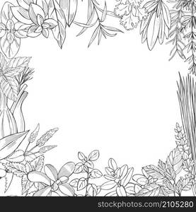 Hand drawn spicy herbs. Vector sketch illustration.. Hand drawn spicy herbs.