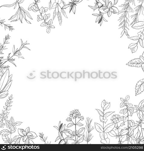 Hand drawn spicy herbs. Vector sketch illustration.. Hand drawn spicy herbs.