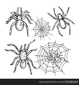Hand drawn spiders on white background. Vector sketch illustration.. spiders on white background. Vector illustration.